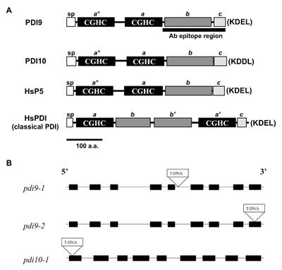 The Arabidopsis Protein Disulfide Isomerase Subfamily M Isoform, PDI9, Localizes to the Endoplasmic Reticulum and Influences Pollen Viability and Proper Formation of the Pollen Exine During Heat Stress